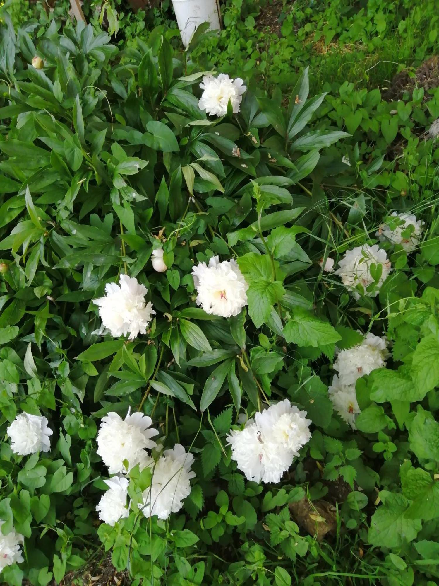 O Jardin De Boutancourtヴィラ エクステリア 写真